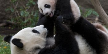 サンディエゴ動物園 / San Diego Zoo